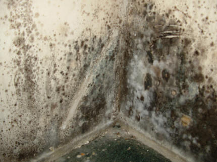 wall-mold-photo.jpg